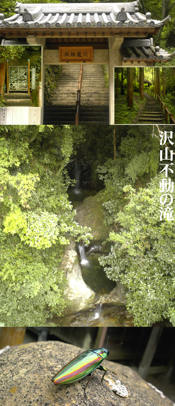 P1000254a.jpg 600��1389 650K