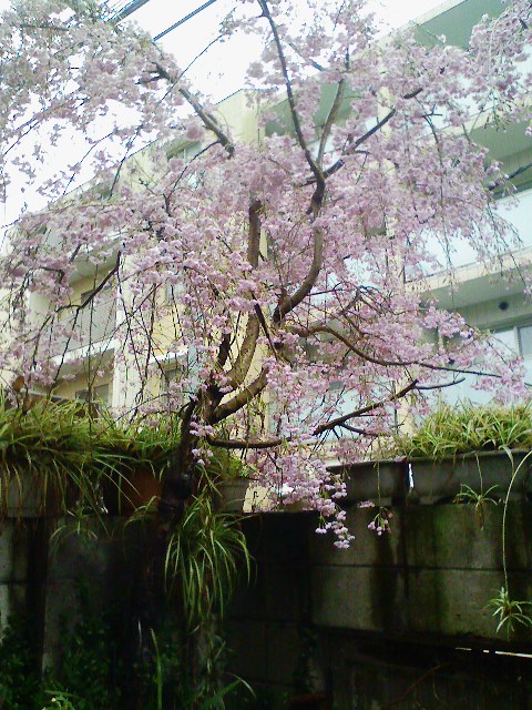 080331-094553.jpg 480��640 129K