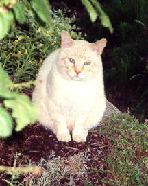 jpg/cat5.jpg