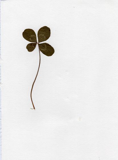 jpg/clover001.JPG