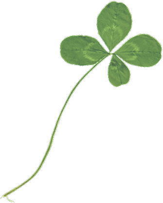 jpg/clover002.jpg