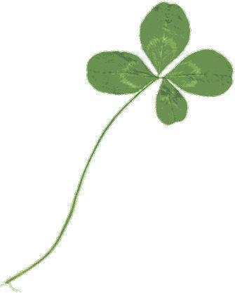 jpg/clover003.jpg