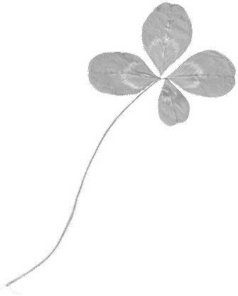 jpg/clover004.jpg