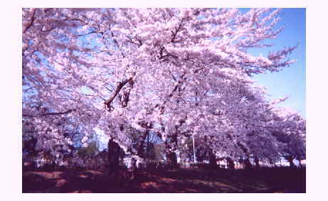 �Ԍ��ň�t�i�΁j