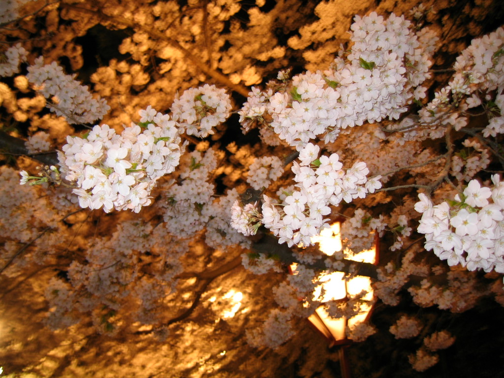 jpg/yume02.jpg