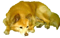 }Ył