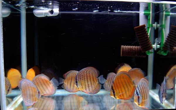 旧６０ｃｍ水槽の紹介 熱帯魚ワイルドディスカス