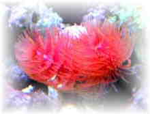 珊瑚（サンゴ）　Photo：ハードチューブ　レッド