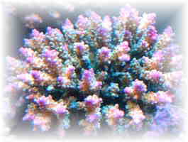 珊瑚（サンゴ）　Photo：ルピナス　ミドリイシ