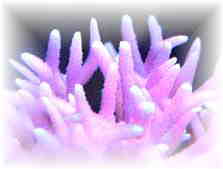 珊瑚（サンゴ）　Photo：トゲサンゴ