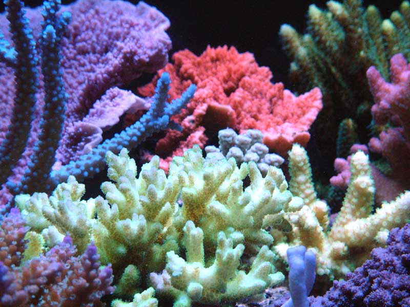 Corail Sango 120caps Sunday Natural
