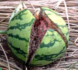 スイカ プランター 育て 方 スイカがベランダで栽培できる ベランダdeスイカ とは Melonote めろんのーと