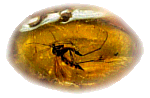 a bug in amber