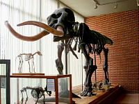 A skeleton of a mastodon